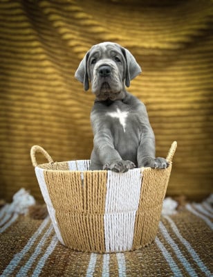 BALZANE - Dogue allemand