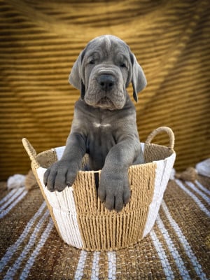 BATSHEBA - Dogue allemand