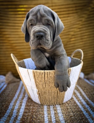 BAGARDI - Dogue allemand