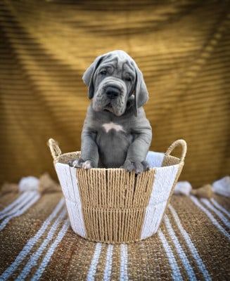 BELLINO - Dogue allemand