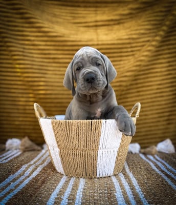 Les chiots de Dogue allemand
