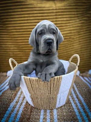 BARTABAS - Dogue allemand