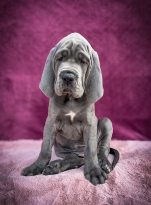 Les chiots de Dogue allemand