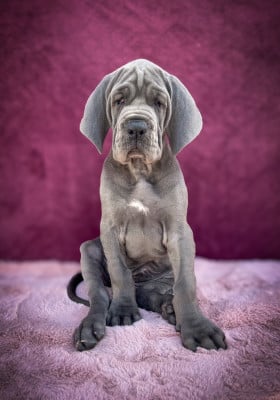 Les chiots de Dogue allemand