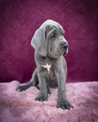 Les chiots de Dogue allemand