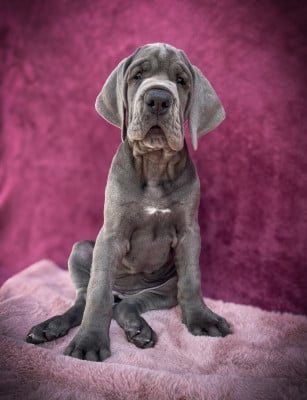 Les chiots de Dogue allemand