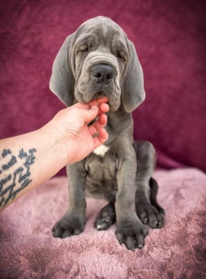 Les chiots de Dogue allemand
