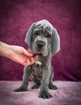 Les chiots de Dogue allemand