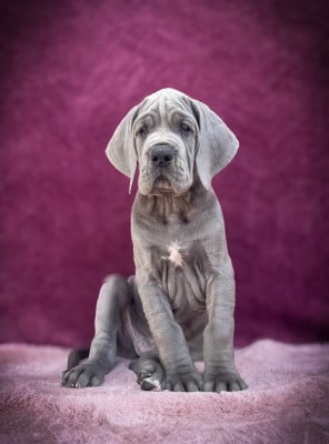 Les chiots de Dogue allemand