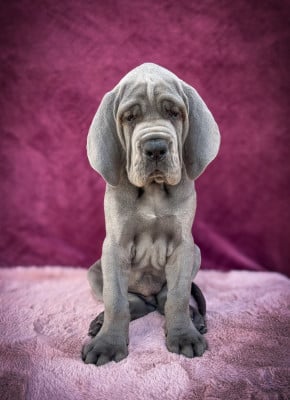 Les chiots de Dogue allemand