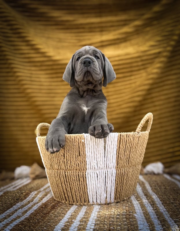 Dogue allemand - Des Sources Du Grand Dolmen