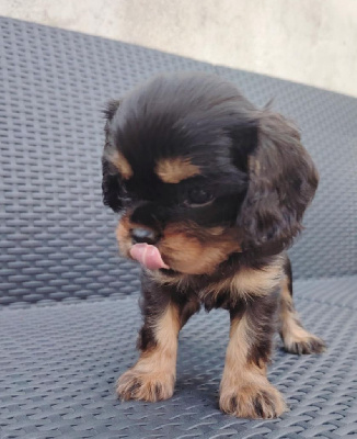 Les chiots de Cavalier King Charles Spaniel