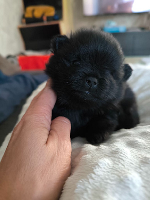 Les chiots de Spitz allemand