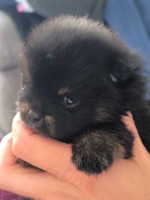 Les chiots de Spitz allemand