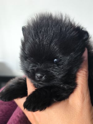 Les chiots de Spitz allemand