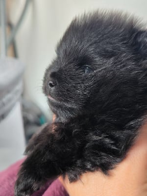 Les chiots de Spitz allemand