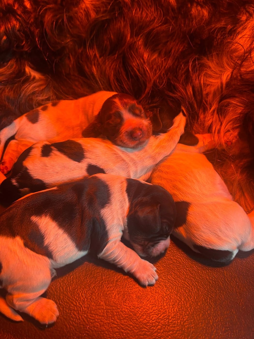 Cocker Spaniel Anglais - des Terres de Calan