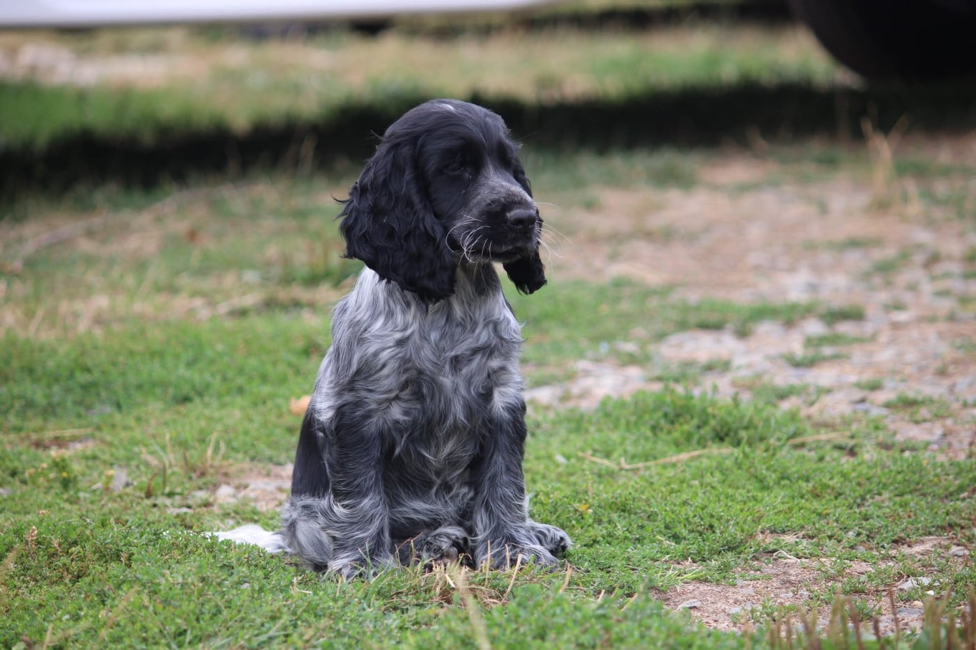 Black Beard