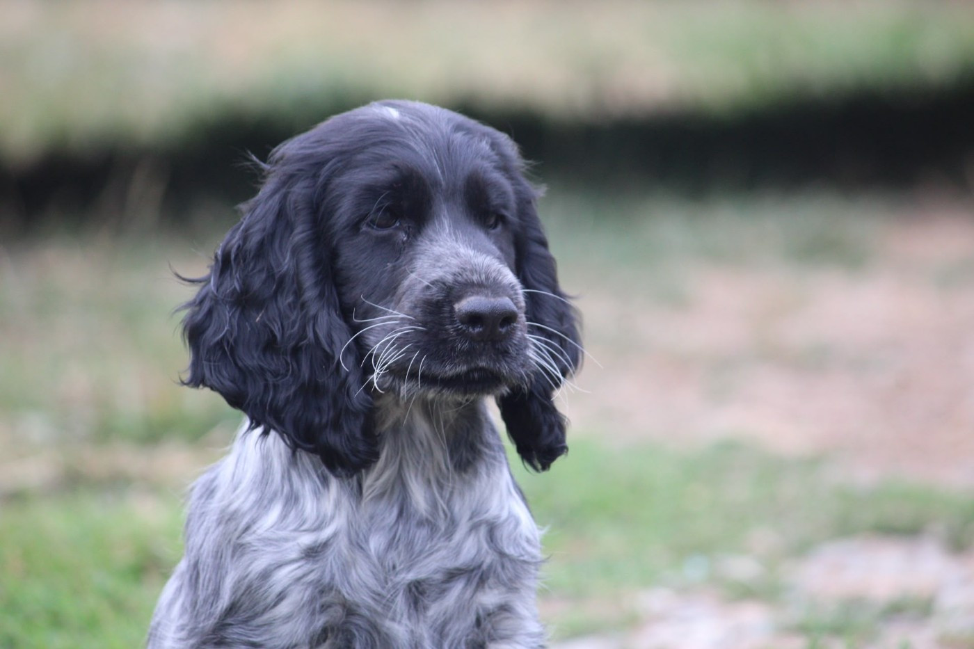 Black Beard