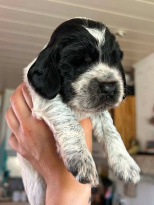Les chiots de Cocker Spaniel Anglais