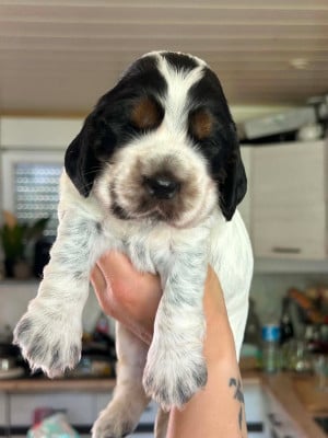 Les chiots de Cocker Spaniel Anglais