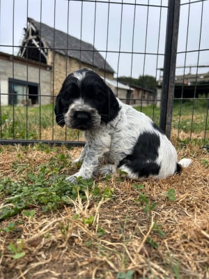 Les chiots de Cocker Spaniel Anglais