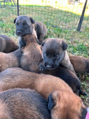 Les chiots de Berger Belge