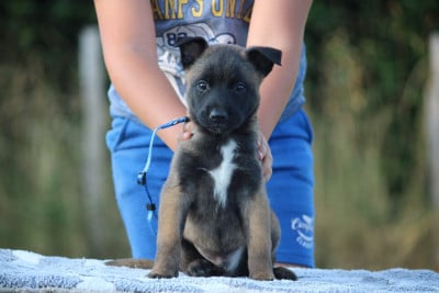 Les chiots de Berger Belge