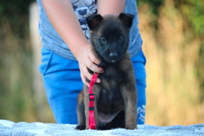 Les chiots de Berger Belge