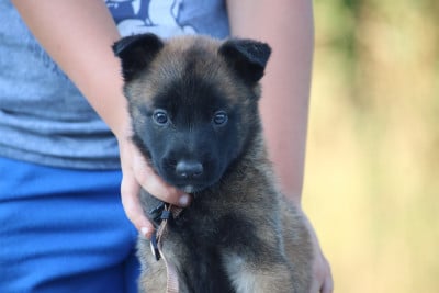 Les chiots de Berger Belge