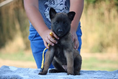Les chiots de Berger Belge