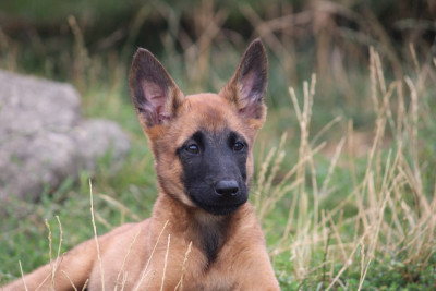 Les chiots de Berger Belge