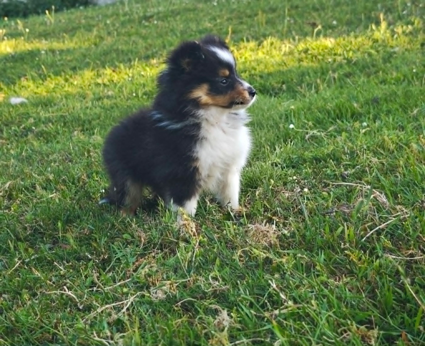 Bella