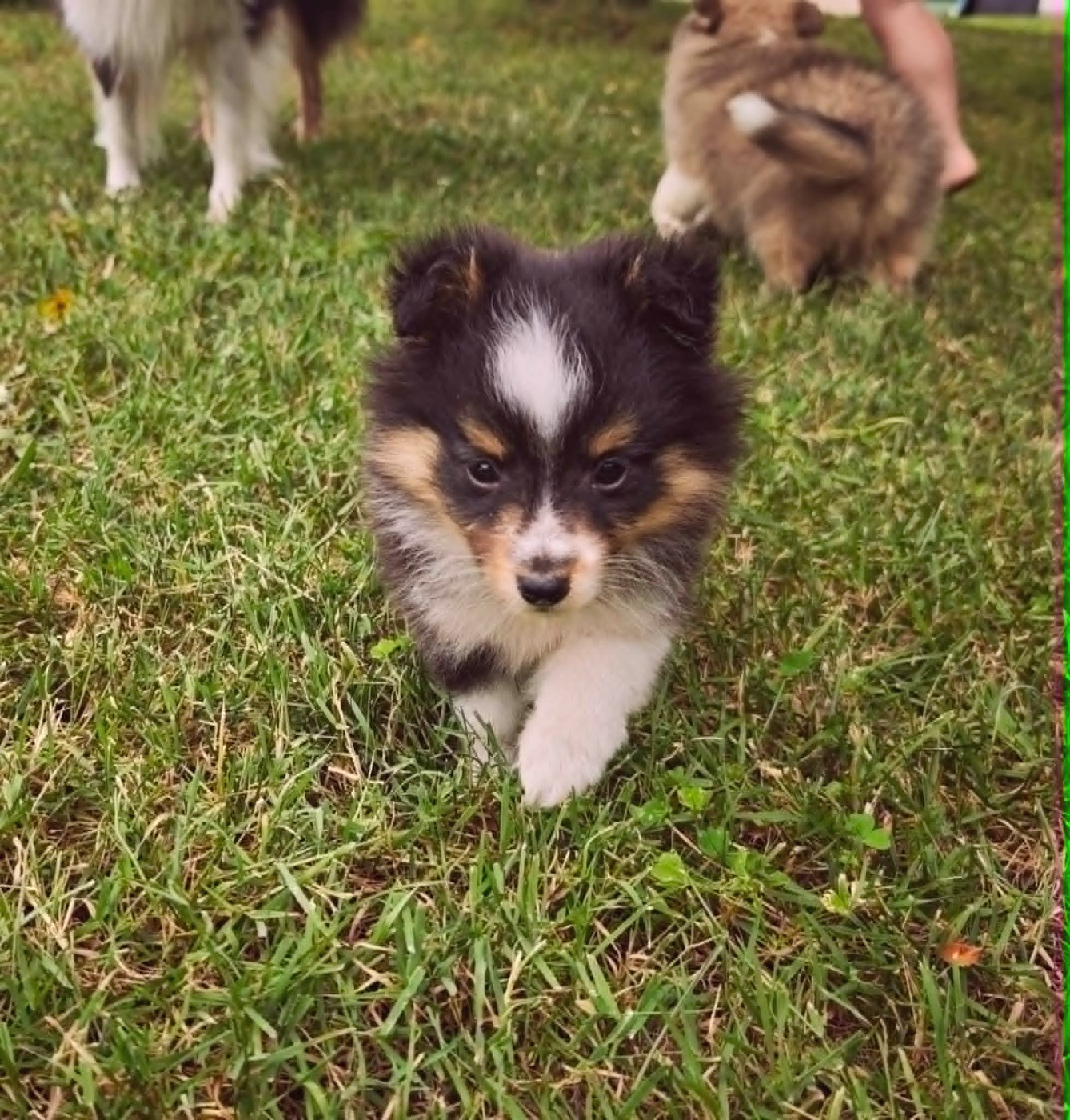 Bella