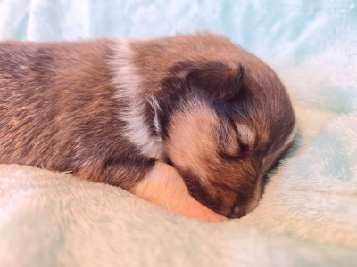 Les chiots de Shetland Sheepdog