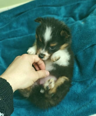 Les chiots de Shetland Sheepdog