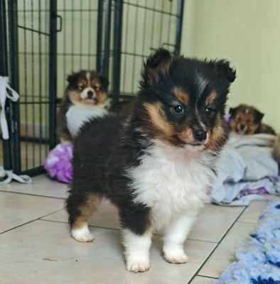 Les chiots de Shetland Sheepdog