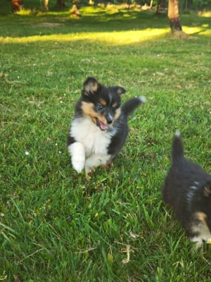 Les chiots de Shetland Sheepdog