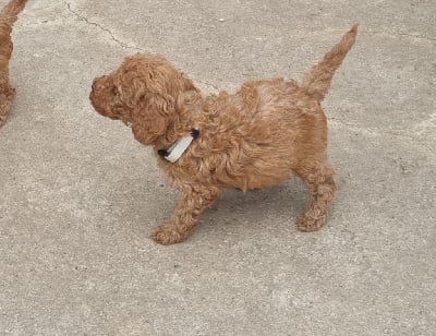 Les chiots de Caniche