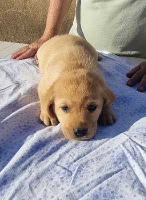 Les chiots de Labrador Retriever