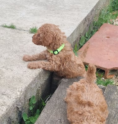 Les chiots de Caniche