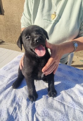Les chiots de Labrador Retriever