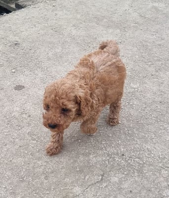 Les chiots de Caniche