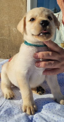 Les chiots de Labrador Retriever