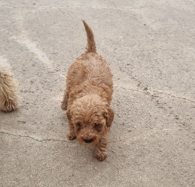 Les chiots de Caniche