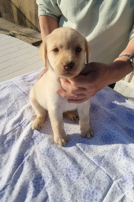Les chiots de Labrador Retriever