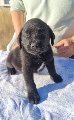 Les chiots de Labrador Retriever