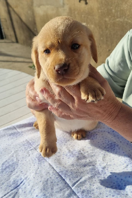 Les chiots de Labrador Retriever