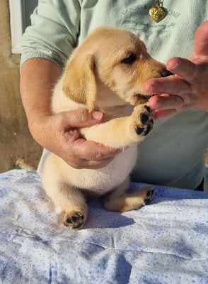 Les chiots de Labrador Retriever
