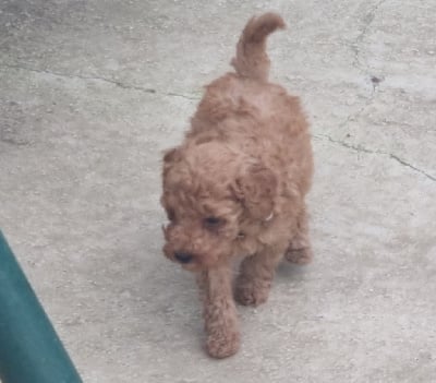 Les chiots de Caniche